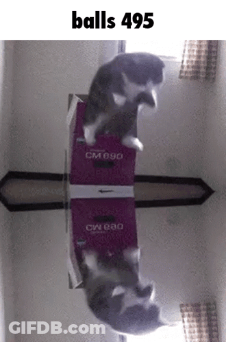 Cat Standing On Box Saying CM090 GIF