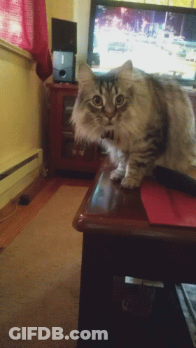 Cat Standing On Coffee Table In Front Of TV GIF