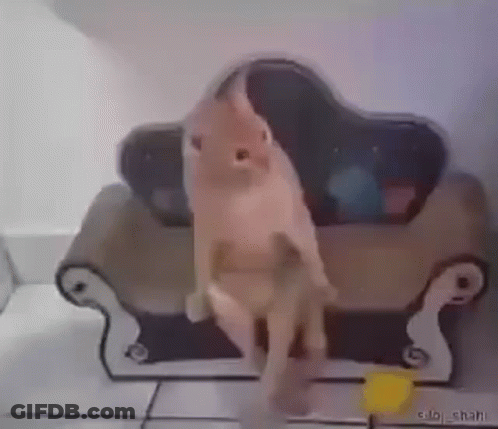 Cat Standing On Couch GIF