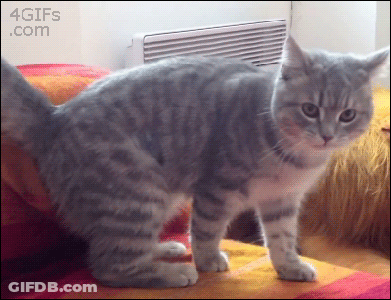 Cat Standing On Couch With 4Gifs.com Watermark GIF