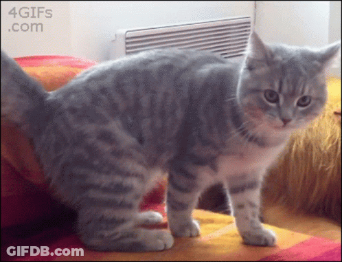 Cat Standing On Couch With 4Gifs Watermark GIF