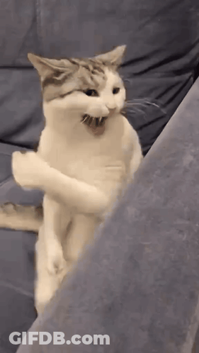 Cat Standing On Couch Yawning GIF