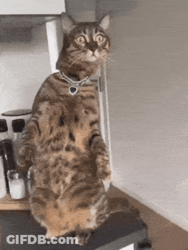 Cat Standing On Counter GIF