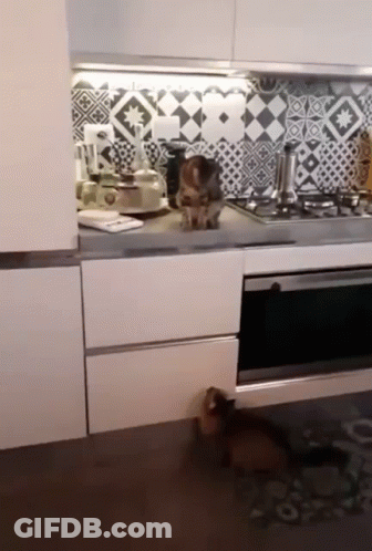 Cat Standing On Counter Beside Dog GIF
