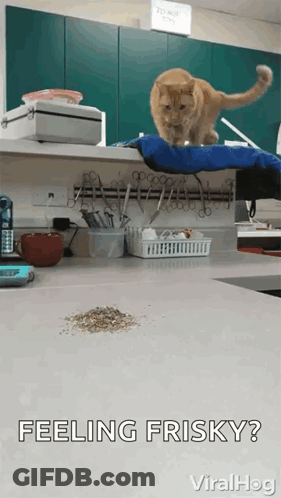 Cat Standing On Counter Feeling Frisky GIF