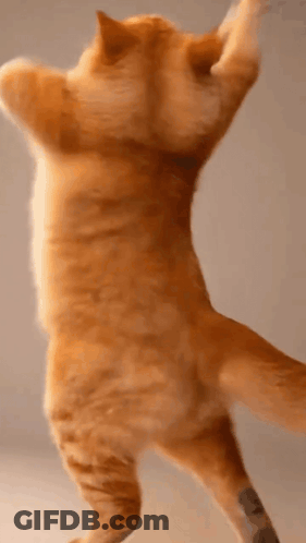 Cat Standing On Hind Legs Arms Up GIF