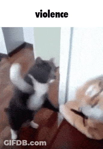 Cat Standing On Hind Legs At Door With Violence GIF