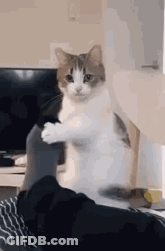 Cat Standing On Hind Legs Beside Person GIF