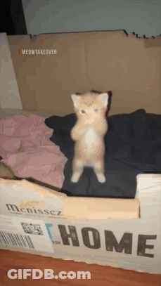 Cat Standing On Hind Legs By Box Saying Home GIF