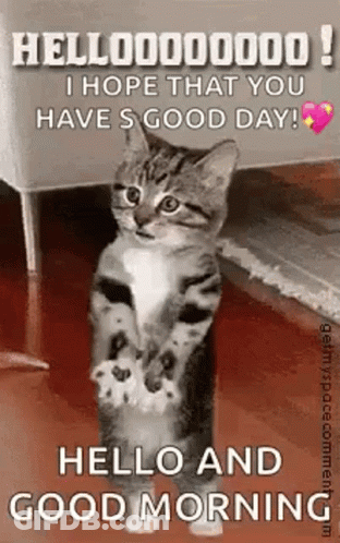 Cat Standing On Hind Legs Good Morning GIF