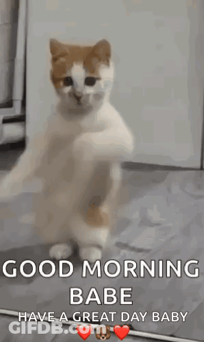 Cat Standing On Hind Legs Good Morning Babe Have A Great Day Baby GIF