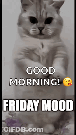 Cat Standing On Hind Legs Good Morning Friday Mood GIF