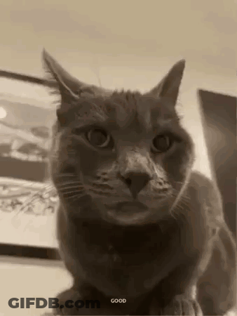 Cat Standing On Hind Legs In Black And White GIF