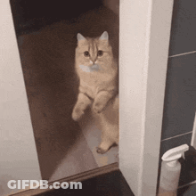 Cat Standing On Hind Legs In Doorway GIF
