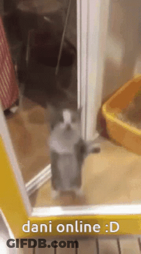 Cat Standing On Hind Legs In Doorway Next To Yellow Litter Box GIF