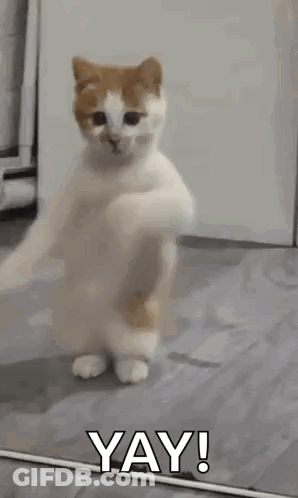 Cat Standing On Hind Legs In Front Of Mirror Saying Yay GIF