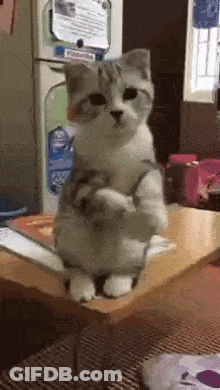 Cat Standing On Hind Legs In Front Of Refrigerator GIF