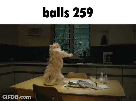 Cat Standing On Hind Legs In Front Of Table With Balls 259 GIF