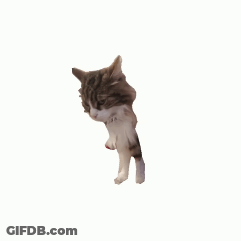 Cat Standing On Hind Legs Looking At Camera GIF