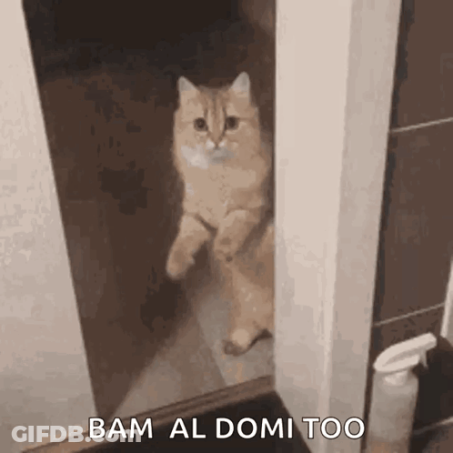 Cat Standing On Hind Legs Looking In Bathroom Mirror GIF