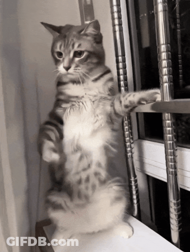 Cat Standing On Hind Legs Looking Out Window GIF