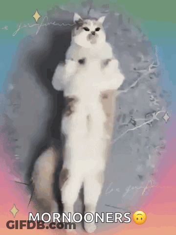 Cat Standing On Hind Legs Mornooones GIF
