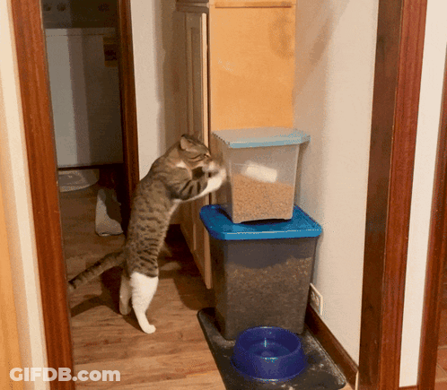 Cat Standing On Hind Legs Next To Food Container GIF