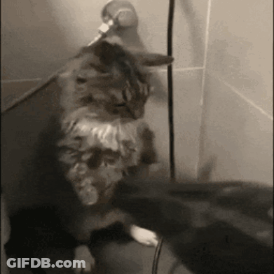 Cat Standing On Hind Legs Next To Mouse GIF
