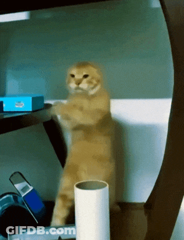 Cat Standing On Hind Legs Next To White Cylinder GIF