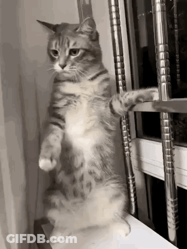 Cat Standing On Hind Legs Next To Window GIF