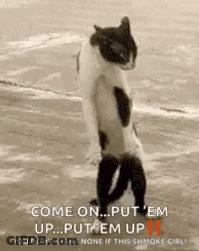 Cat Standing On Hind Legs On Beach Looking At Camera GIF