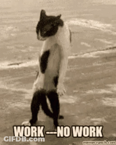 Cat Standing On Hind Legs On Beach Saying Work No Work GIF