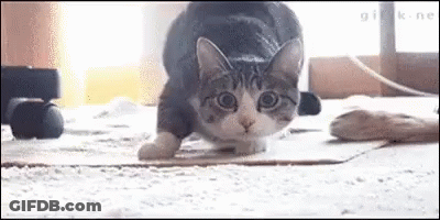 Cat Standing On Hind Legs On Carpet GIF