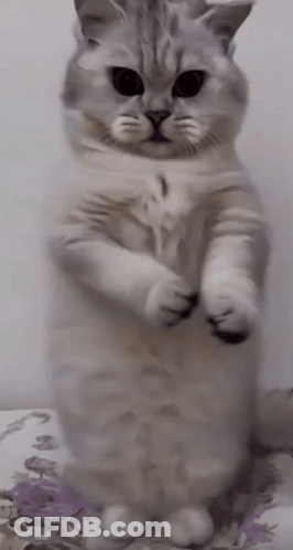 Cat Standing On Hind Legs On Floral Blanket GIF