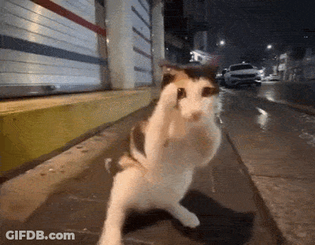 Cat Standing On Hind Legs On Sidewalk GIF