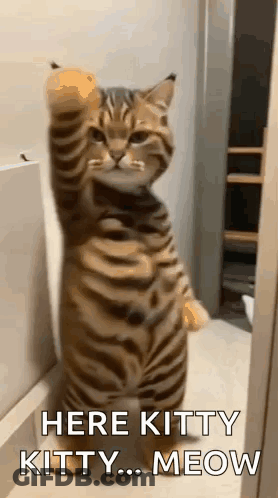 Cat Standing On Hind Legs Raising Paw GIF