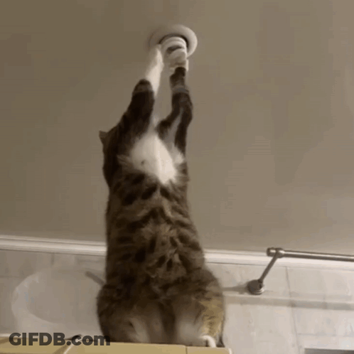 Cat Standing On Hind Legs Reaching GIF