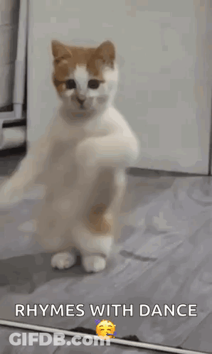 Cat Standing On Hind Legs Rhymes With Dance GIF