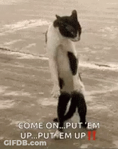 Cat Standing On Hind Legs Saying Come On Put Em Up GIF