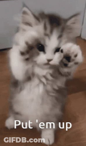 Cat Standing On Hind Legs Saying Come On Put Em Up GIF