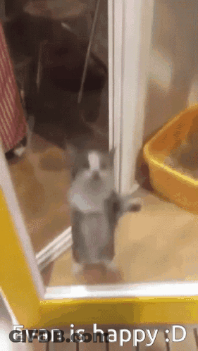 Cat Standing On Hind Legs Saying Evan Is Happy GIF