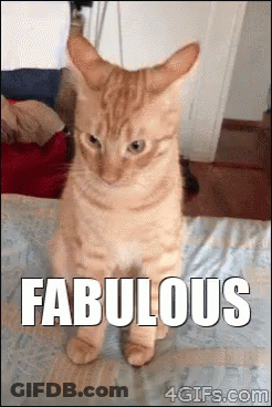 Cat Standing On Hind Legs Saying Fabulous GIF