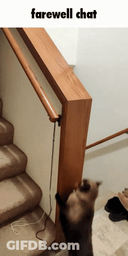 Cat Standing On Hind Legs Saying Farewell Chat GIF