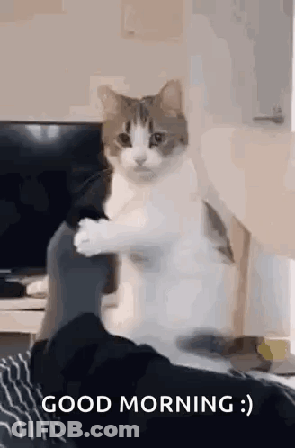 Cat Standing On Hind Legs Saying Good Morning GIF