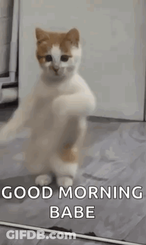 Cat Standing On Hind Legs Saying Good Morning GIF