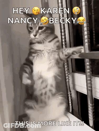 Cat Standing On Hind Legs Saying Hey Karen Nancy Becky GIF