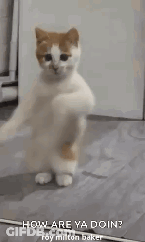 Cat Standing On Hind Legs Saying How Are Ya Doin GIF