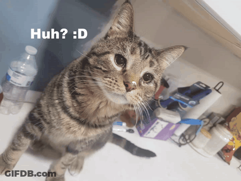 Cat Standing On Hind Legs Saying Huh D GIF