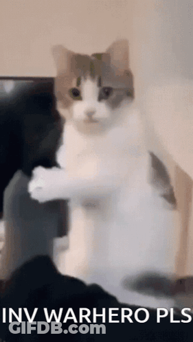 Cat Standing On Hind Legs Saying Inv Warhero Pls GIF