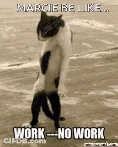 Cat Standing On Hind Legs Saying Marcie Be Like Work No Work GIF